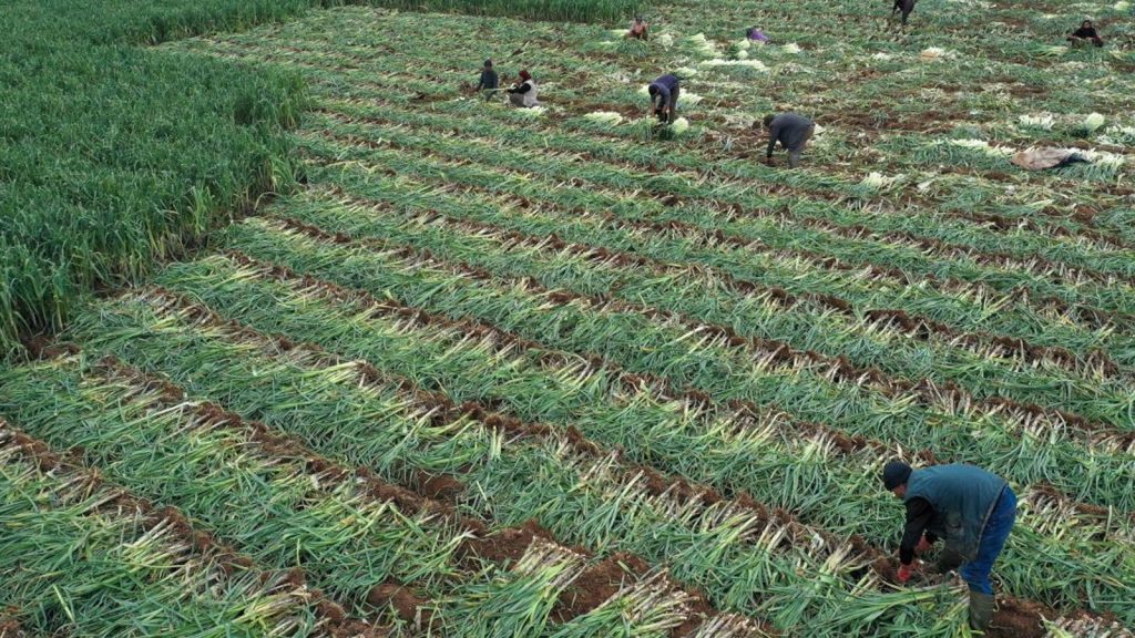 İzmir’de kuraklık arttı; kışlık sebze üretimi düştü