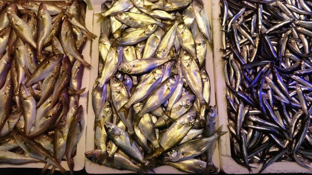 Balık fiyatlarında artış!