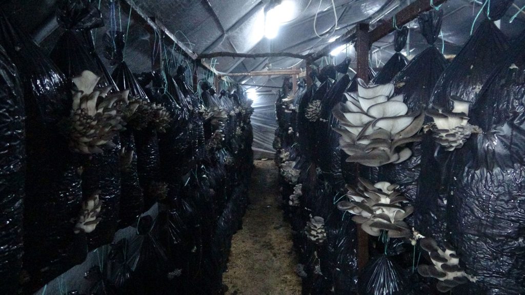 Depremde sonrası şehir değiştirip devam ediyor: Kilosunu 110 TL’den satıyoruz, talebe yetişemiyoruz