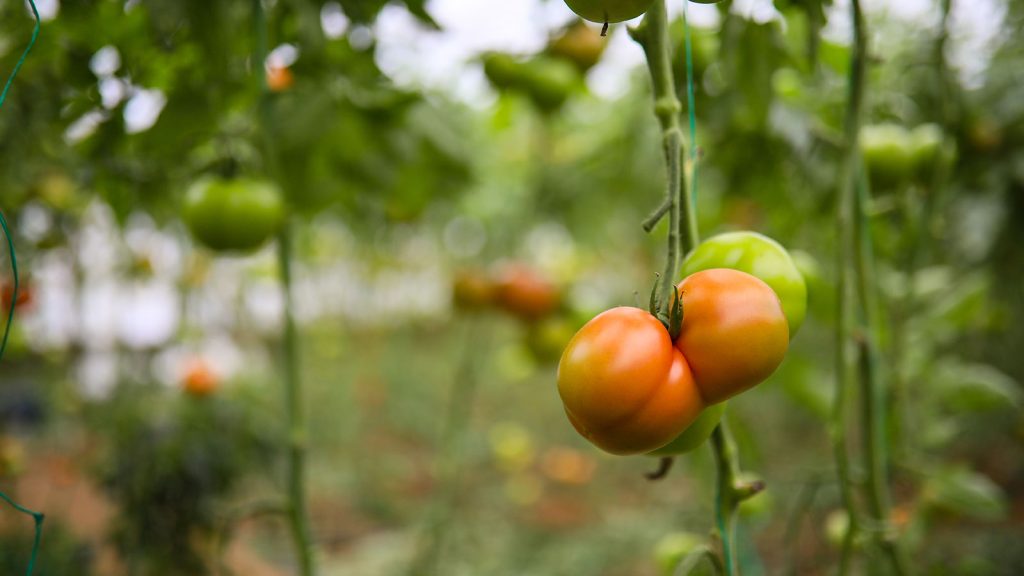 Domatesin fiyatında raflara gelene kadar yüzde 175’lik artış