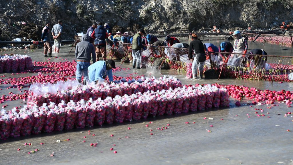 Hasat başladı: Kilosu 15 liradan satılıyor!