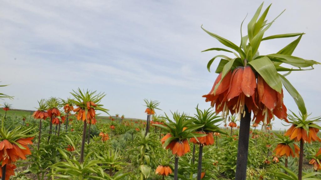 İhracatı yasak ve kotaya tabi doğal çiçek soğanları belirlendi