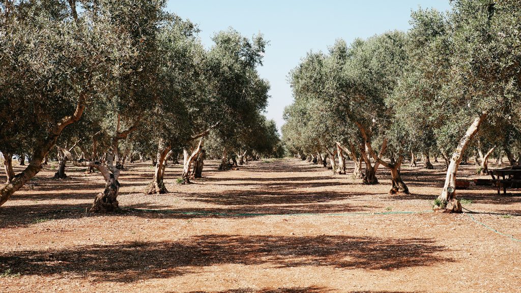 İklim, maden, turizm, miras! Zeytin ağacı tehdit altında