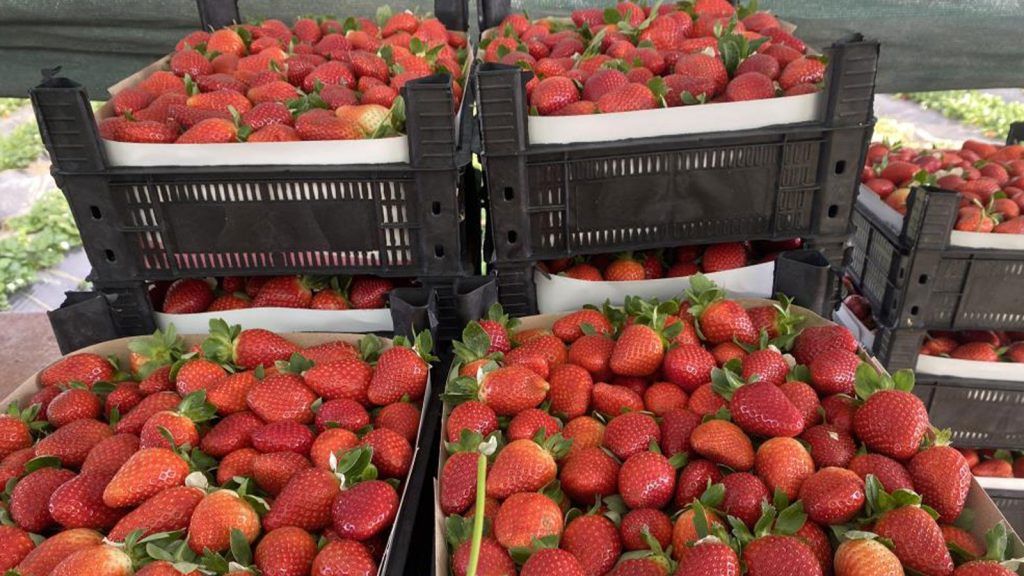 Çilek fiyatı bir ayda dibi gördü: 400 TL’den 90 TL’ye geriledi