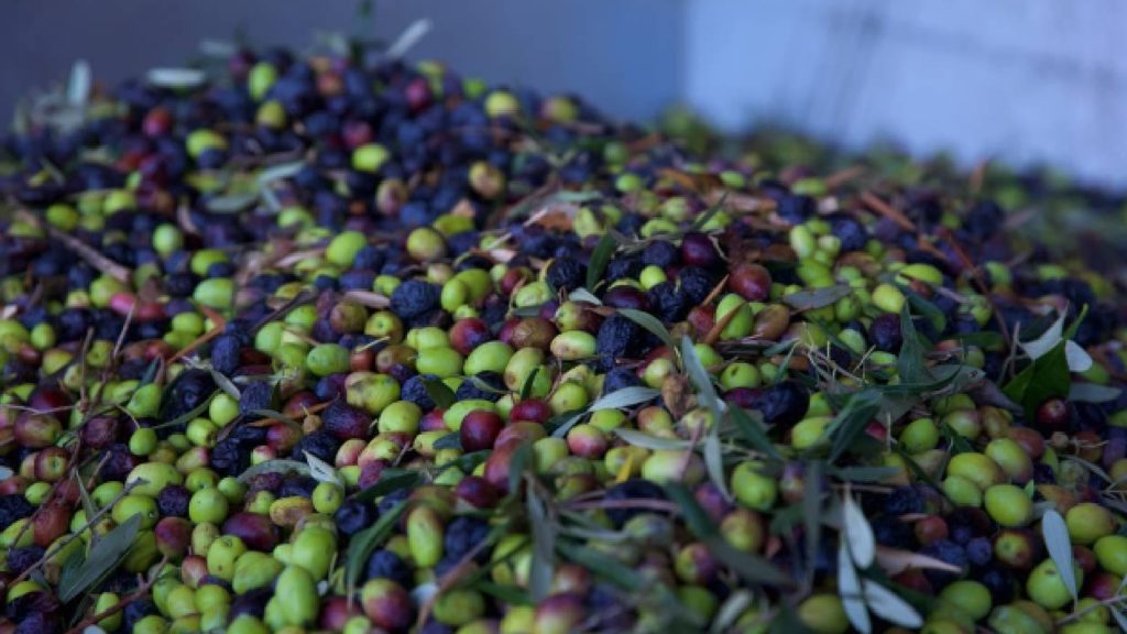 Geçen yıl 60 milyon dolarlık zeytin ihraç edildi