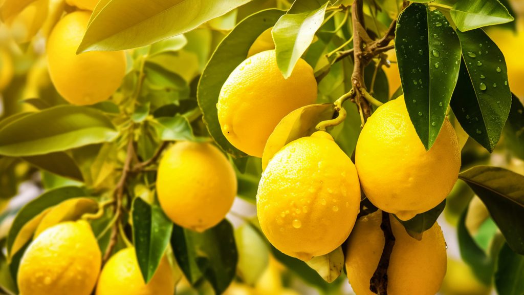 Türkiye ile İspanya arasında kıyasıya ‘limon’ rekabeti