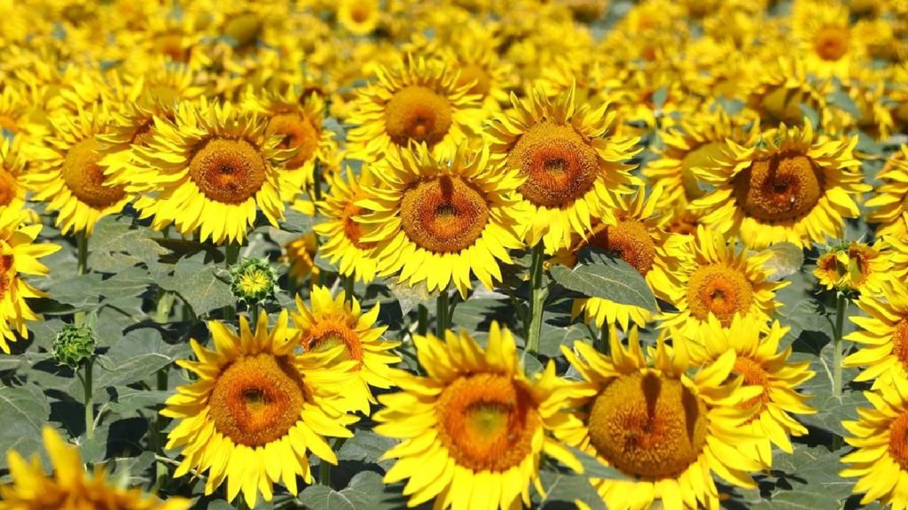 Karadenizbirlik açıkladı! Ramazan ayında ayçiçek yağına zam yok!