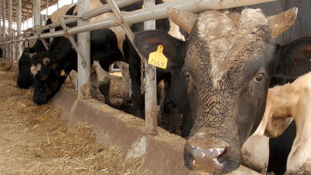 Kırmızı et arzının yerli üretimle artırılması hedefleniyor: “Danasını alacağınıza anasını alın”