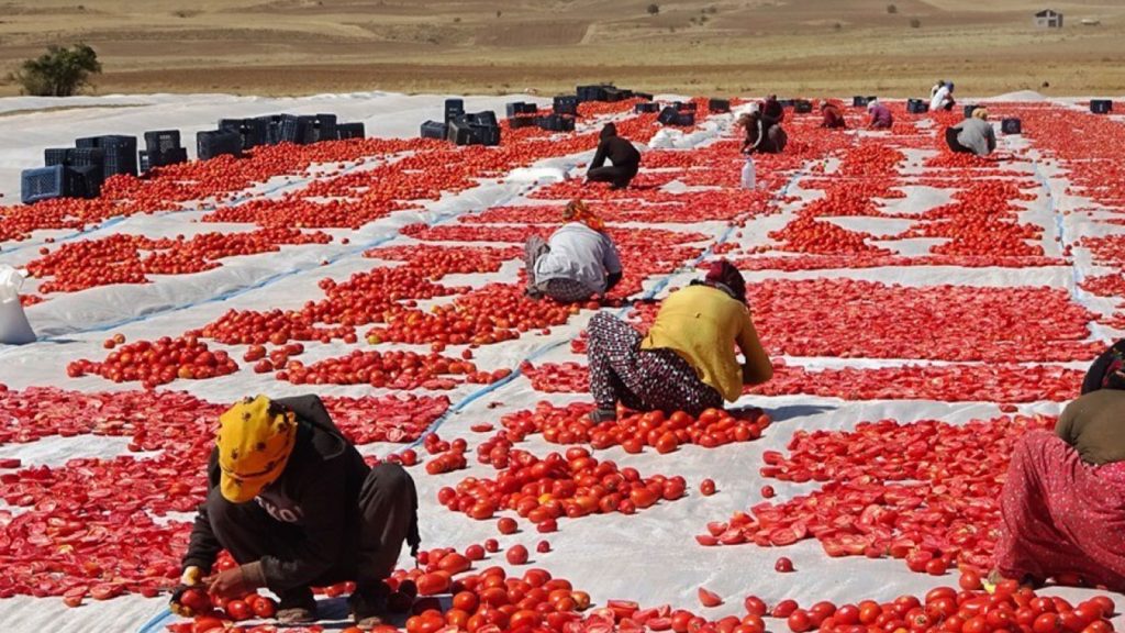 Toprağı zehirleyecekler! Türkiye’ye tohum saldırısı mı?