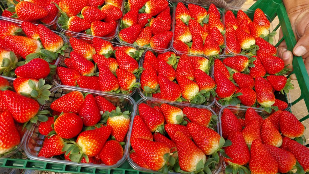 Silifke çileği 90 TL’den Rusya’ya ihraç ediliyor