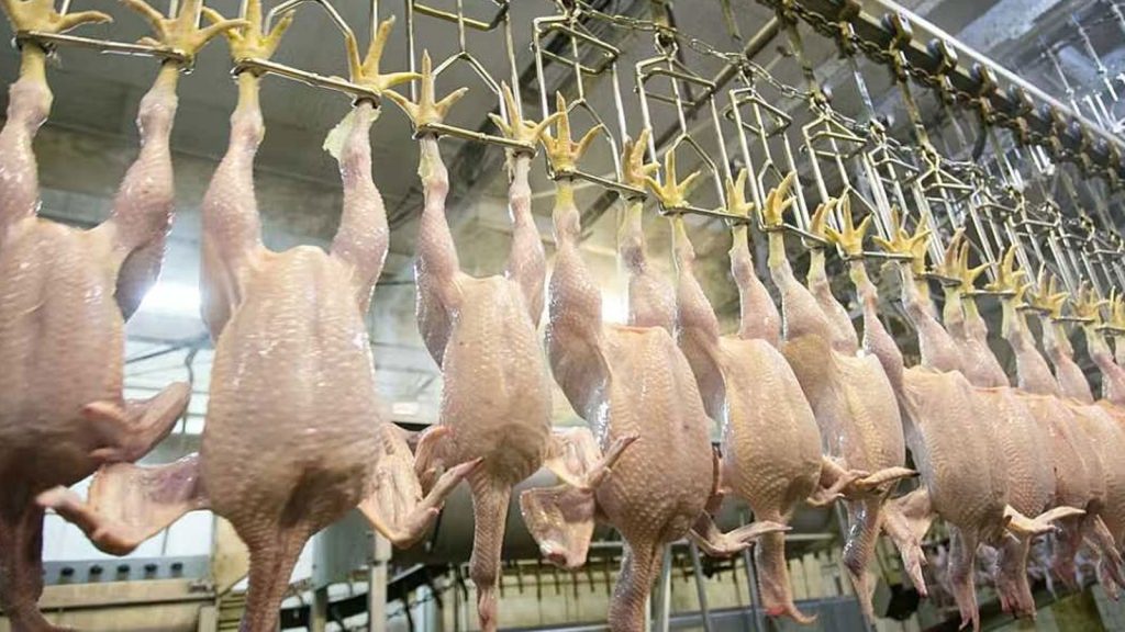 Tavuk eti üretimi ocakta yıllık bazda yüzde 14,9 arttı