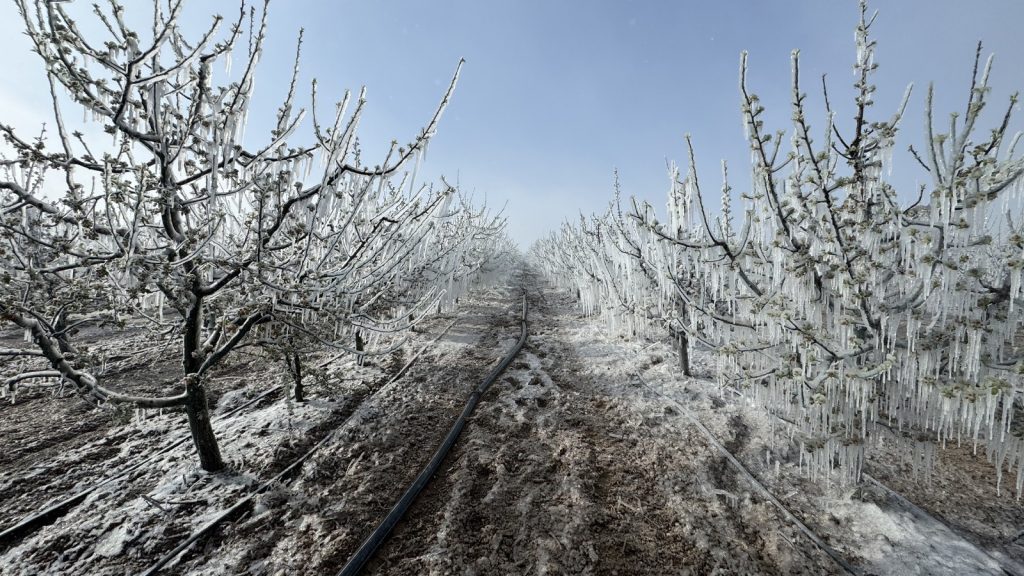 Çiftçi kara kara düşünüyor! Şimdi ne olacak? İşte 10 soruda tarım sigortaları…