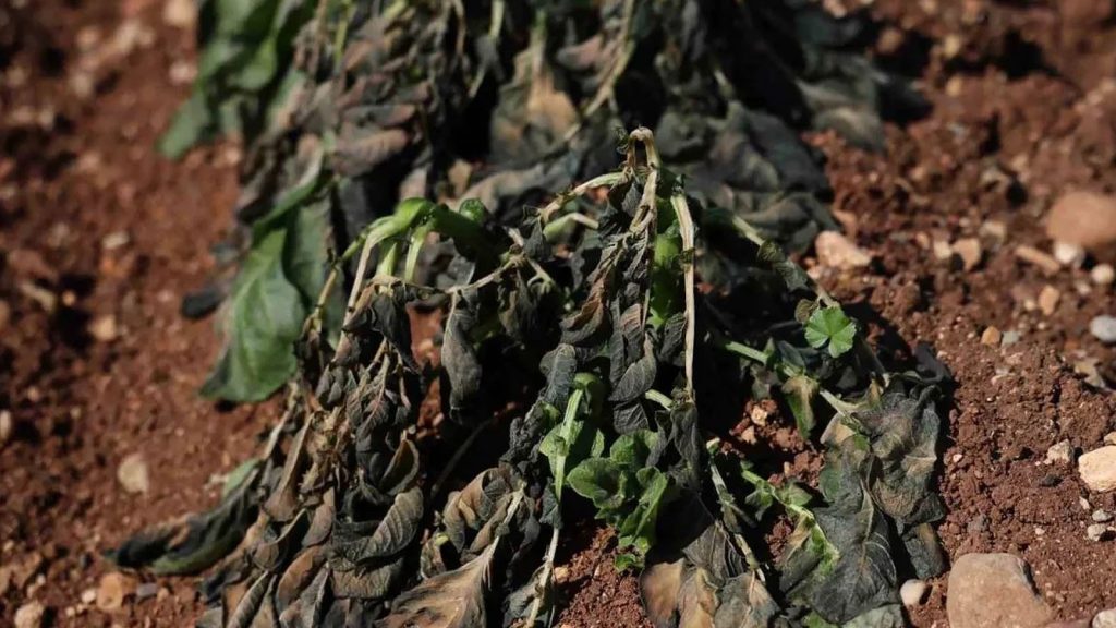 Çiftçiler dondu kaldı! Hava değişimi tarlaları yaktı