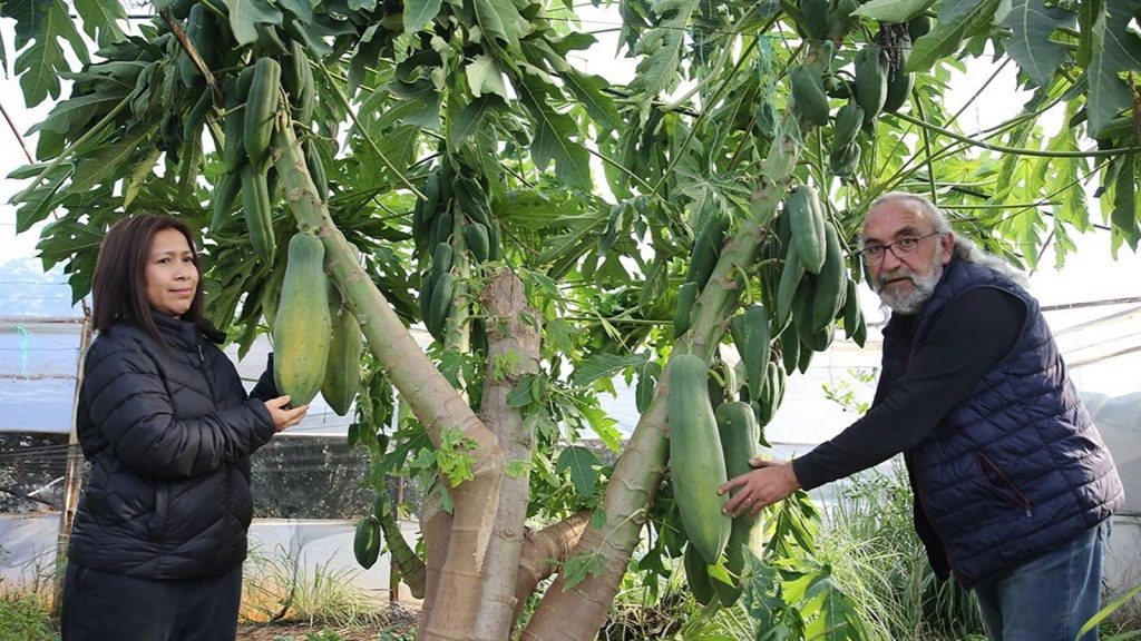 Eşi seviyor diye üretmeye başladı! Türkiye yetmedi üç ülkeye birden satıyor: Yılın 12 ayı meyve veriyor, getirisi de yüksek