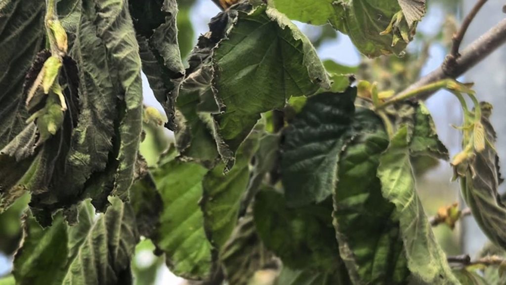 Küresel ekonomileri küçültecek tehlike!