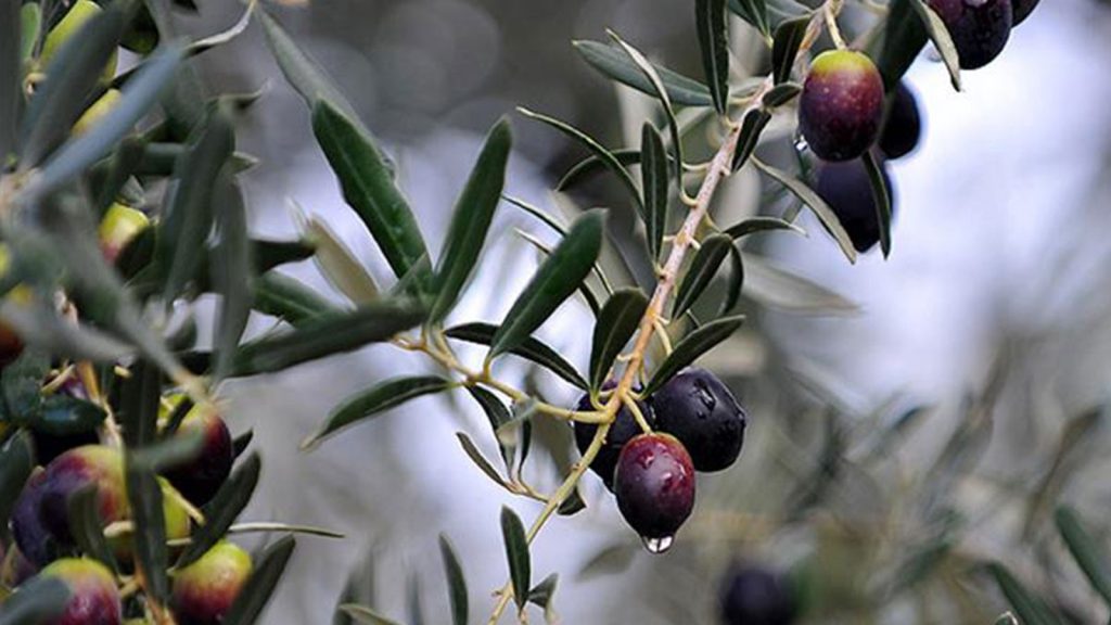 Marmarabirlik üreticilere son ödemeyi 25 Nisan’da yapacak