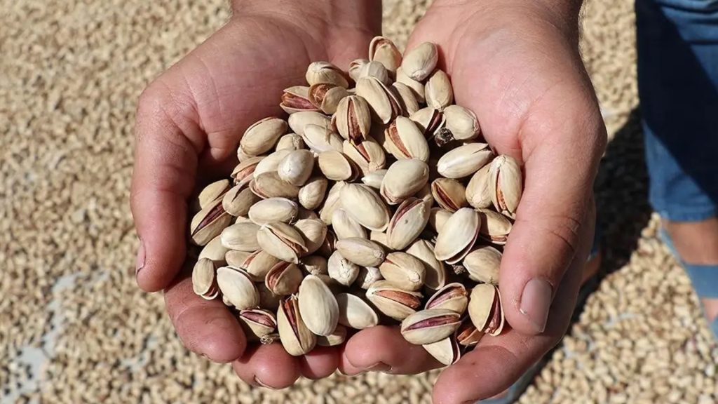 Türkiye’den yılın ilk çeyreğinde 59,7 milyon dolarlık fıstık ihracatı