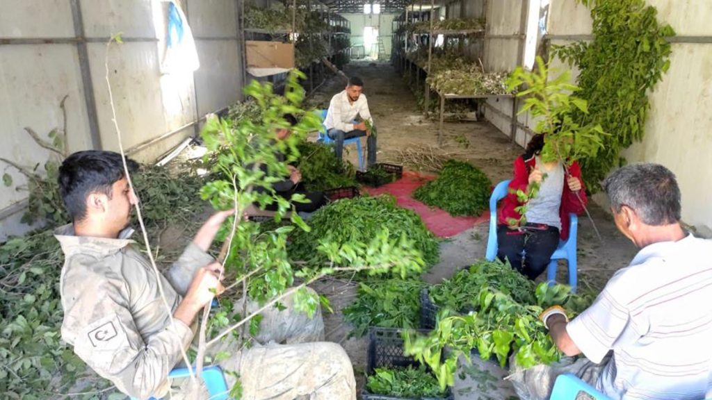 10 yıl önce 3 aile ile başladı, şimdi tüm ilçenin gelir kapısı oldu; 100 kilosu 100 bin lira kazandırıyor