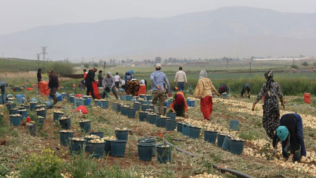 Hatay’da tarım işçilerinin günlük yevmiyeleri belli oldu!