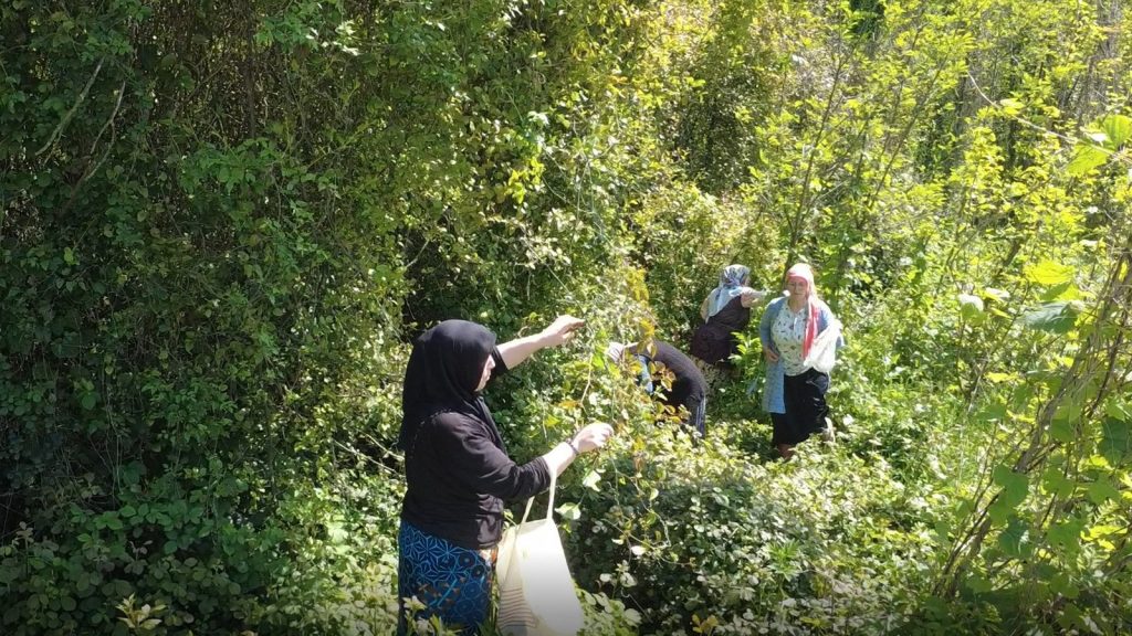 Hiç masrafsız para kazandıran bitki: Kilosu 250 TL’den satılıyor!