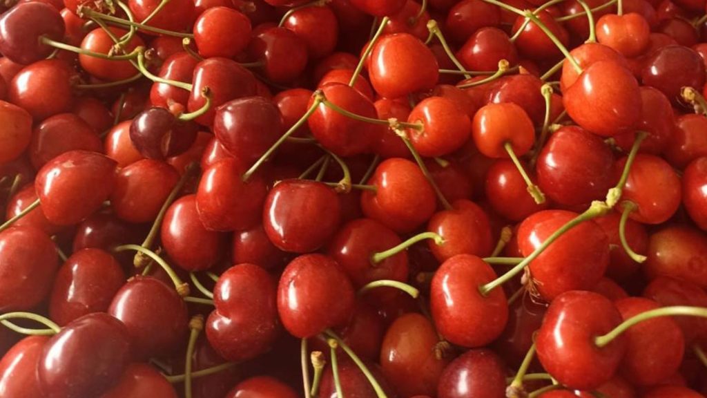 Kilosu 250-300 TL! Napolyon kirazı üreticilerin yüzünü güldürdü