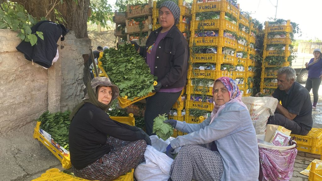 Kilosu 70 lira ve hiç masrafı yok; hem yurt içine hem yurt dışına satıyorlar