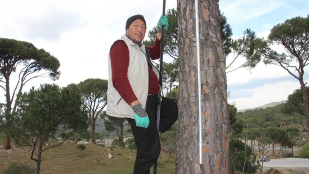 Metrelerce Yüksekten Toplanıyor! Kilosu yaklaşık 1500 TL’den Satılıyor