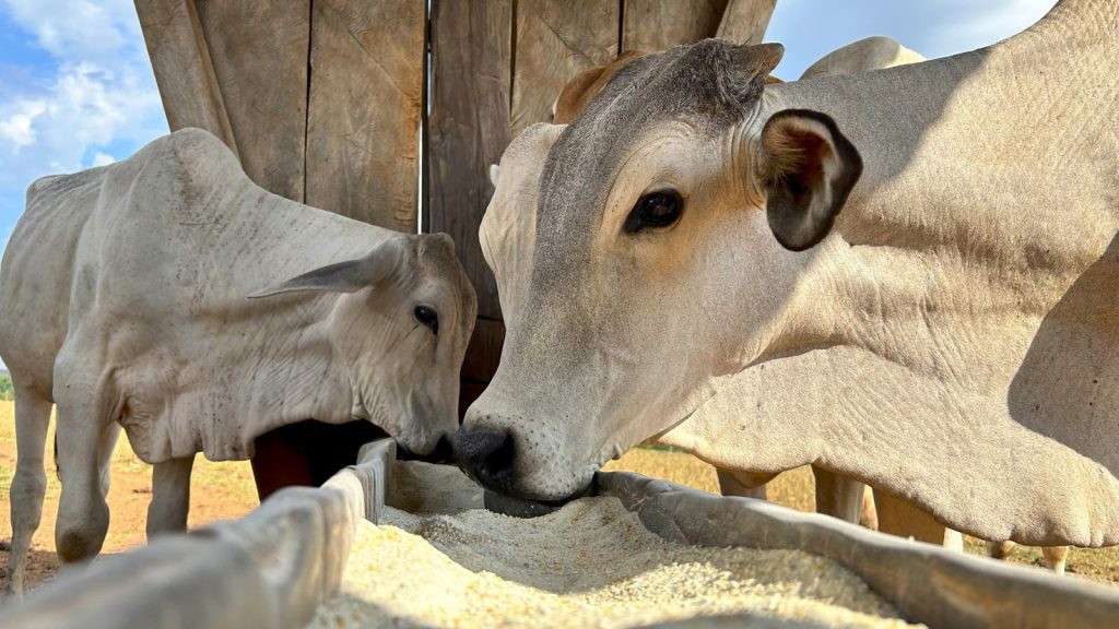 Süper sığır dünyayı ele geçiriyor