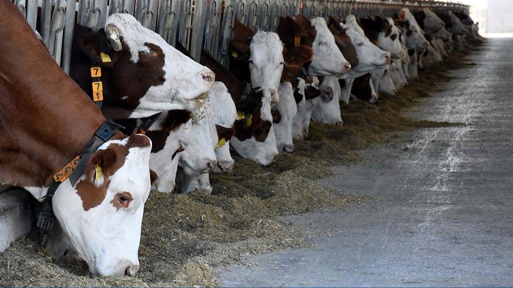 Türkiye hayvancılıkta Avrupa’da yeniden ilk sıraya yükseldi