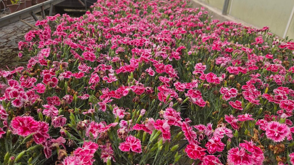 Türkiye’nin ilk yerli karanfillerinin yüzde 85’i ihraç ediliyor