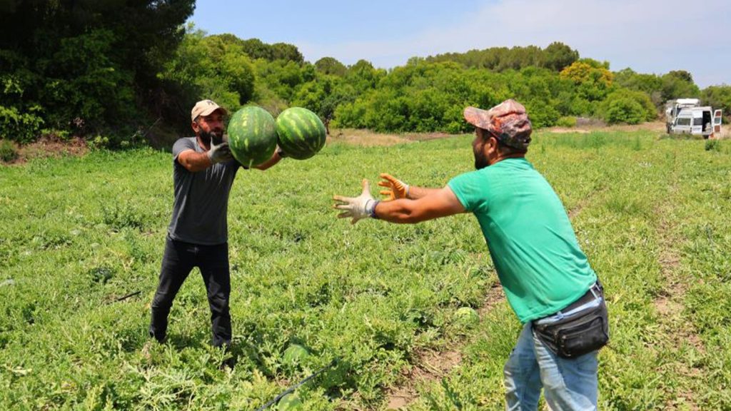 Adana’da karpuz işçilerinin günlük yevmiyeleri belli oldu