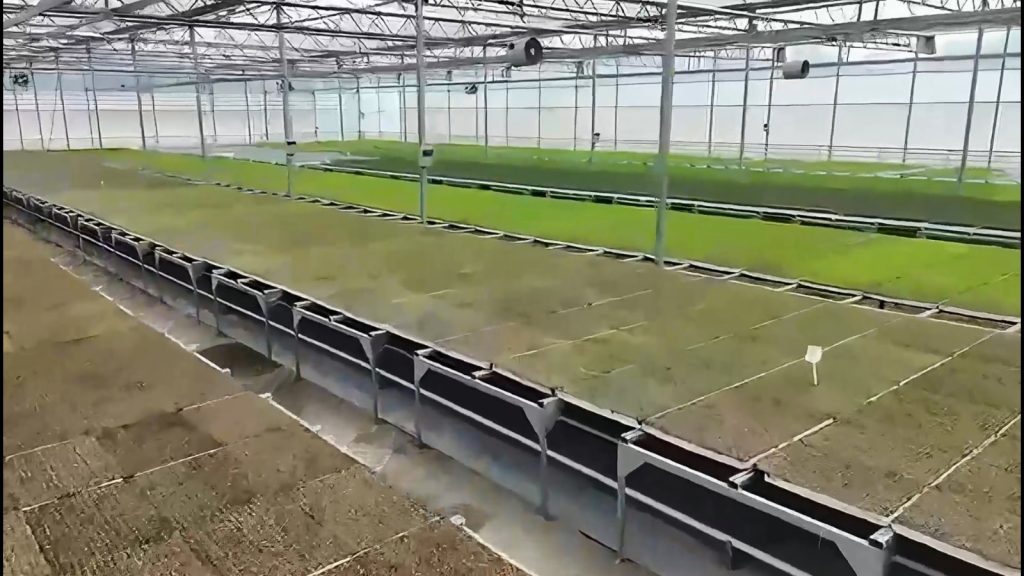 Bakan Yumaklı: Bafra ve Çaycuma’da organize tarım bölgelerinde üretime başlandı