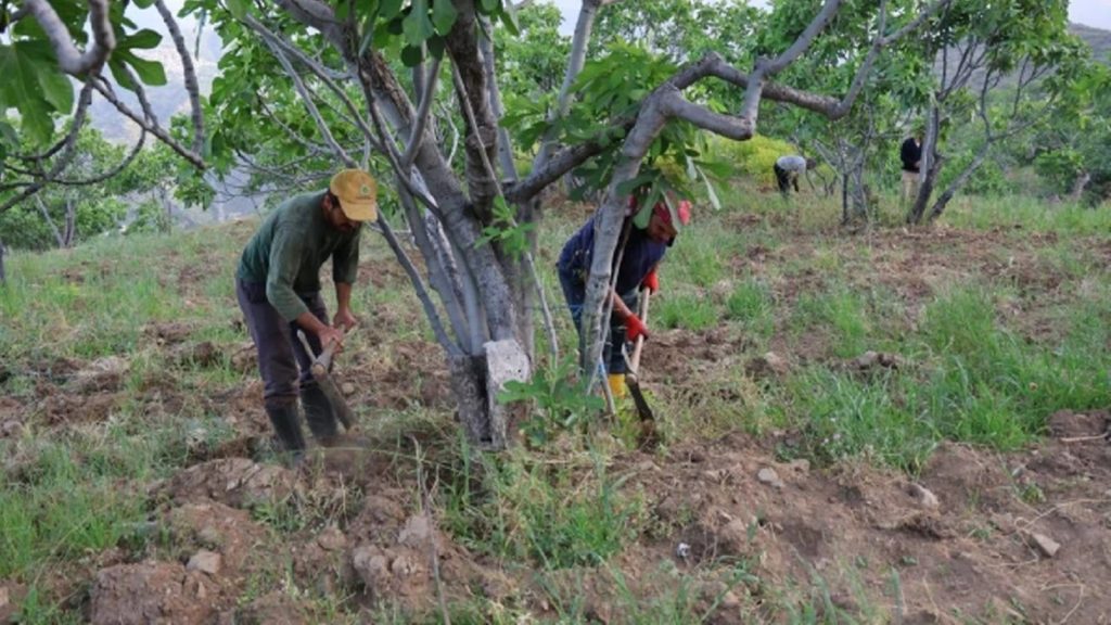 Hasat Mesaisi Başladı: Öğlene Kadar Çalışıyorlar, Altın Değerinde Fiyata Satılıyor
