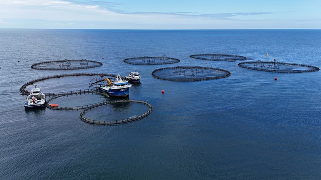 Su ürünleri üretimi 2024’te yüzde 7,6 azaldı