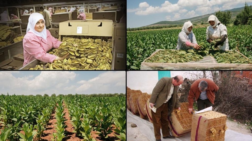 Tütün ve tütün mamulleri ihracatı 7 yıl sonra 1 milyar doları aştı