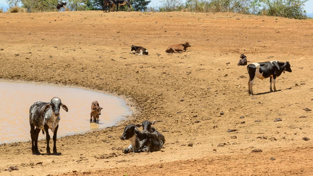 Çölleşme alarm veriyor! 2050’ye kadar sulak  alan kalmayacak