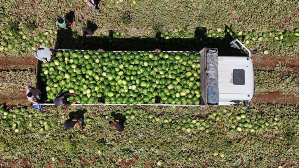 Diyarbakır karpuzunda hasat devam ediyor: Tarlada kilosu 1-2 lira