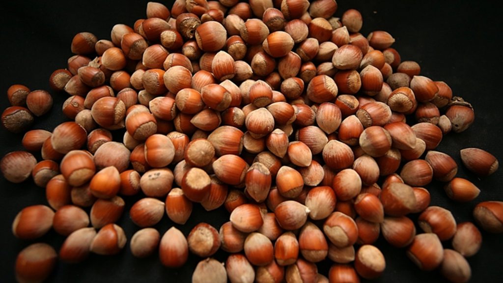 Düzce’de fındık hasadında tarihler belli oldu