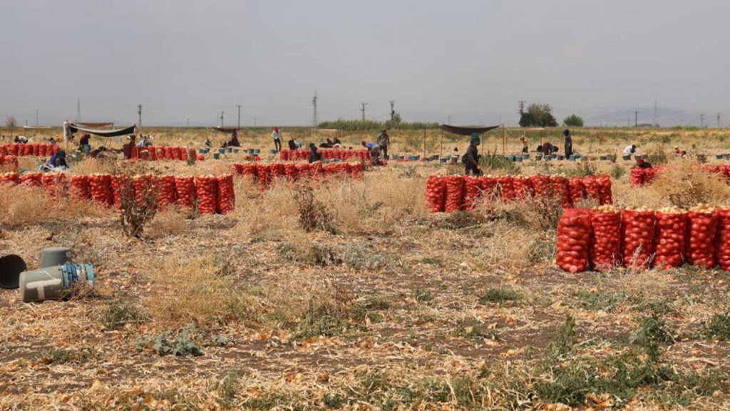 Göz yaşartan hasat! Hatay’da soğan işçilerinin günlük yevmiyeleri açıklandı!