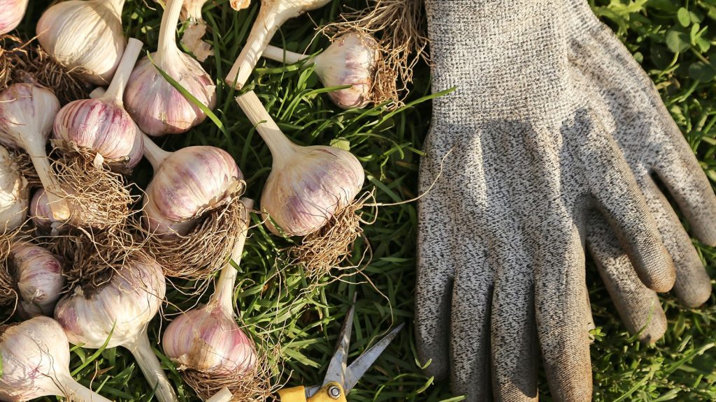 Kastamonu’da sarımsak hasadında çalışacak işçilerin günlük yevmiyeleri belli oldu!