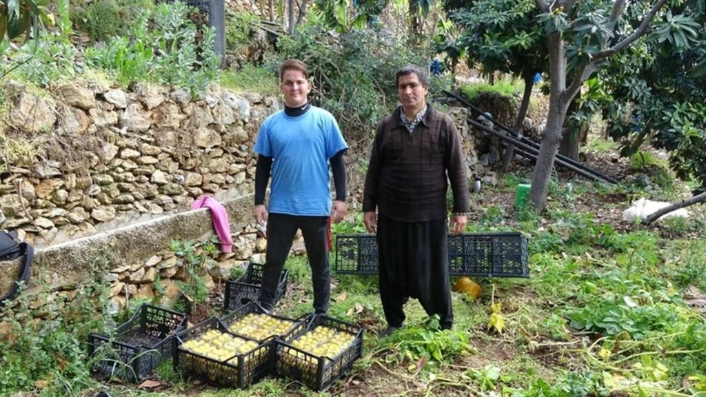 Kilosu 150 TL’ye Kadar Çıkıyor! Alanya’nın Meşhur Meyvesi Tezgahlarda
