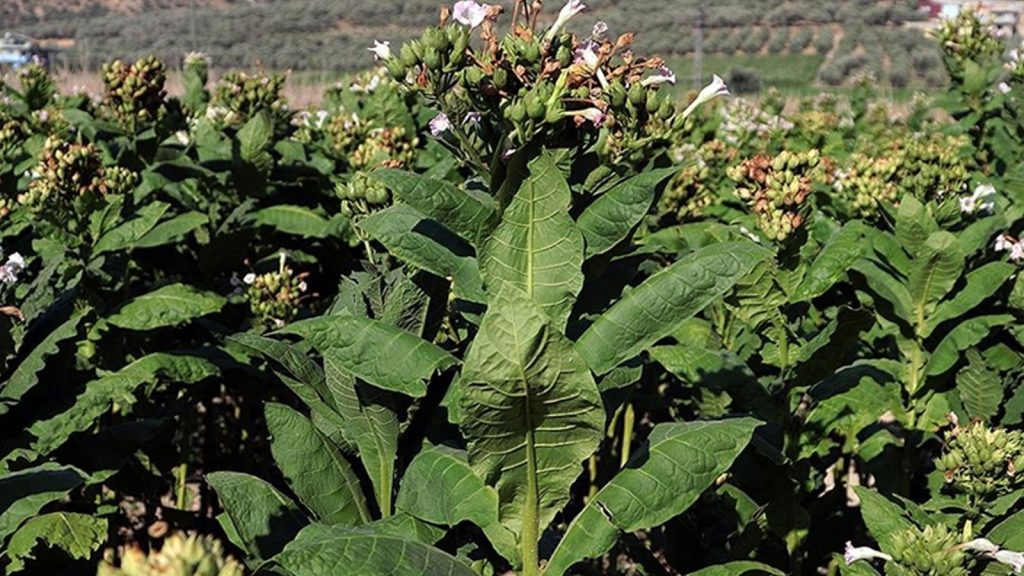 Manisa’da tütün işçilerinin saatlik yevmiyesi belli oldu