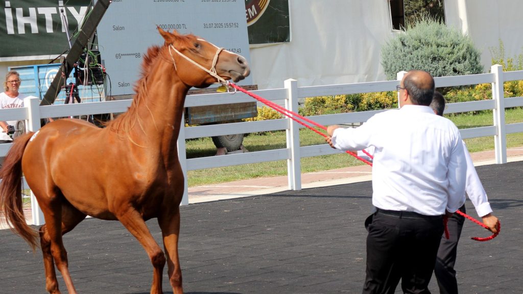 Milyonluk taylar, peynir ekmek gibi satıldı! Fiyatları dudak uçuklattı