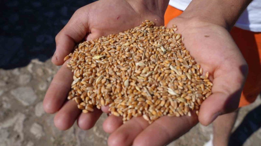 Sertifikalı tohum desteği başvurularında son gün 31 Temmuz!