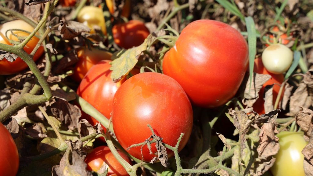 Sıcak hava domatesi vurdu! Tarlada kilo fiyatı açıklandı