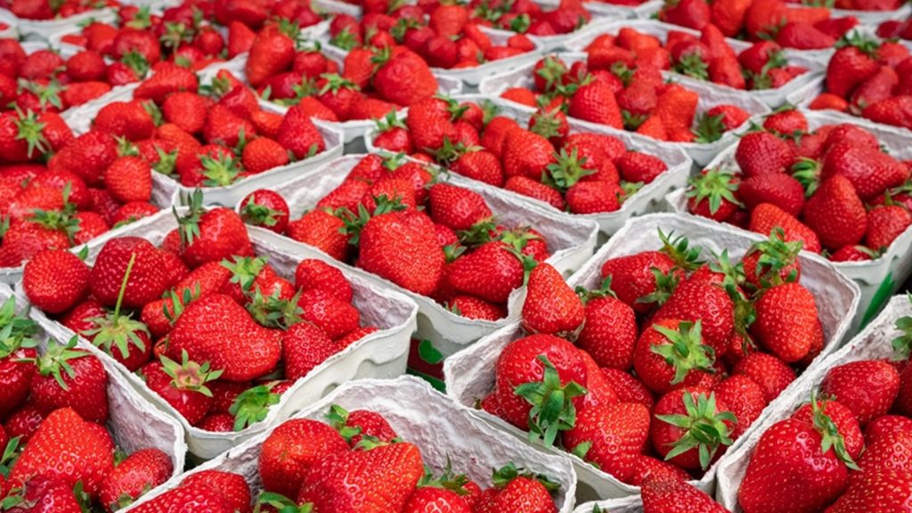 Devlet desteğiyle kurulan soğuk hava deposunda saklanan çilekler 50 ülkeye gönderiliyor