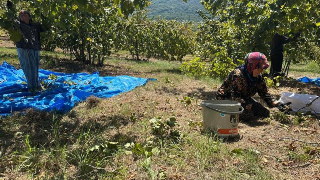 Fındık hasadı başladı, tırpan ücretleri rekor kırdı