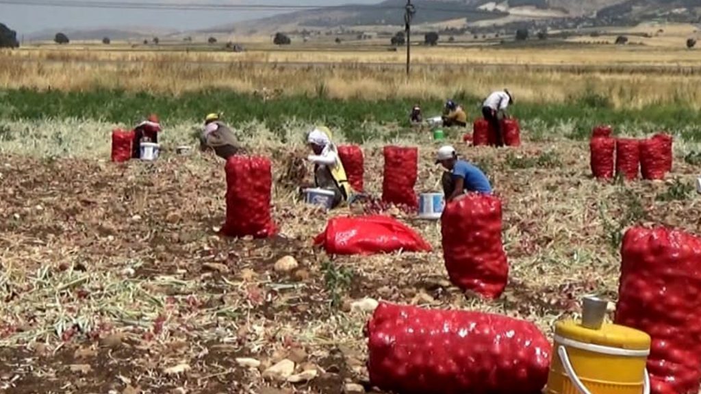 Hasadı yapıldı, tarlada 3 TL’ye tezgahta 15 TL’ye satılıyor!