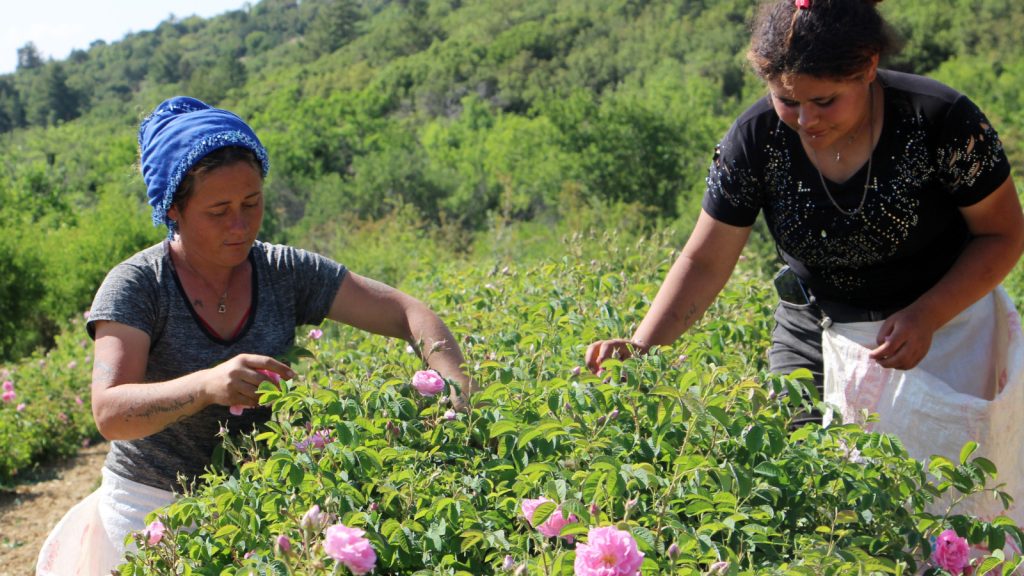 Zirai don Isparta’ta moralleri bozdu! Yüzde 30 azalma var…