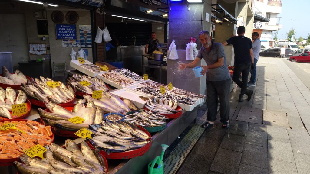 Balıkçılar sezona istavritle başladı, palamut avı beklentileri karşılamadı